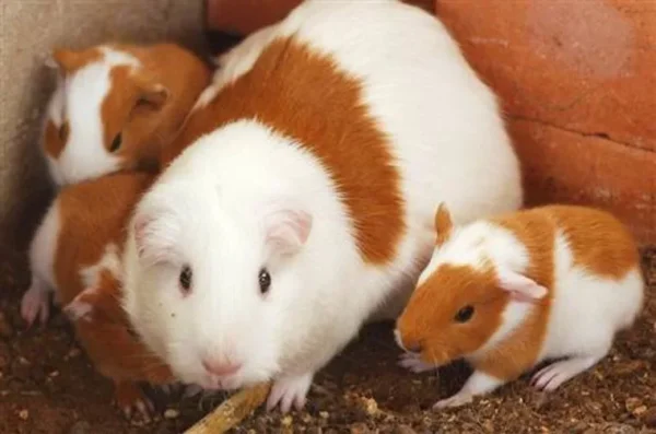 Guinea Pigs