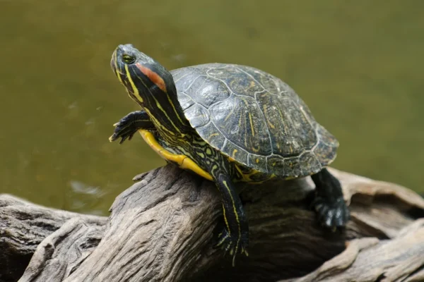 Red-Eared Slider Turtle