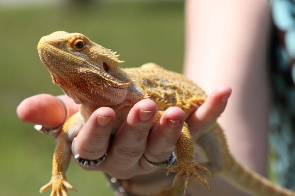 Bearded Dragon