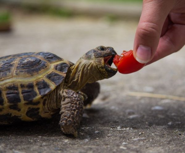 Russian Tortoise