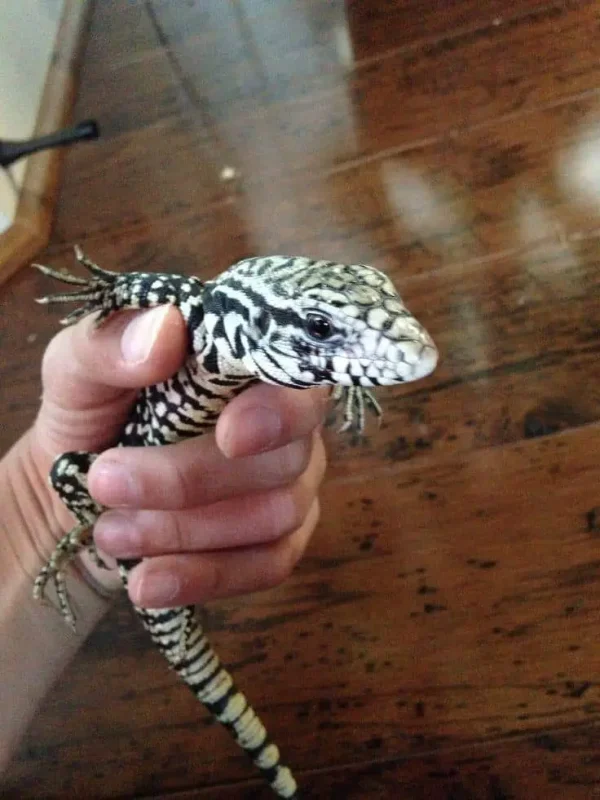 Argentine Black and White Tegu