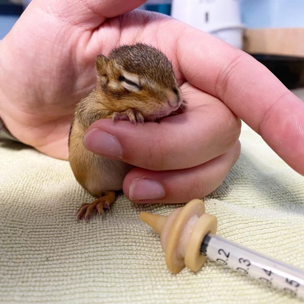 Chipmunk