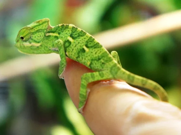 Veiled Chameleon